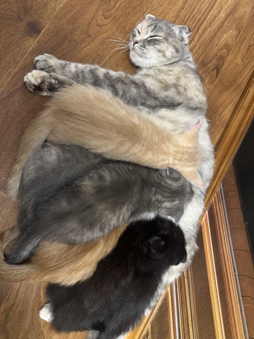 Котята скоттиш фолд