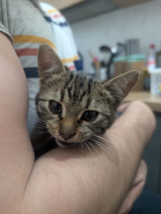 Adopție pisicuță superbă