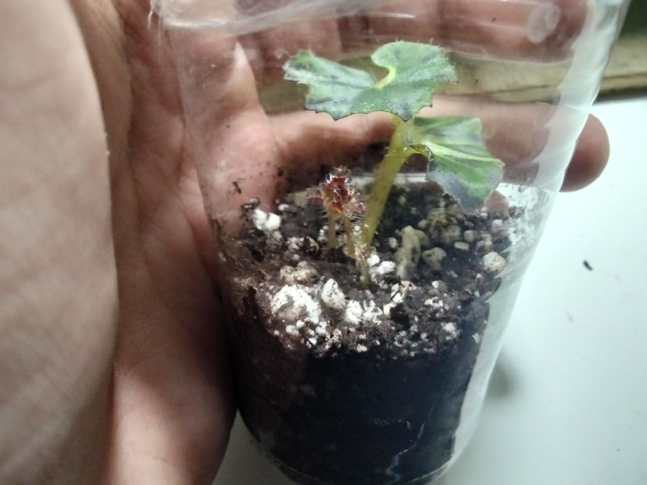 Продам Бегоний Рекс