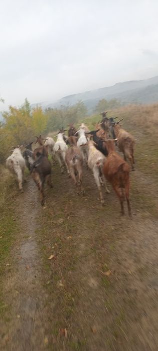 Vând 12 capre gestante