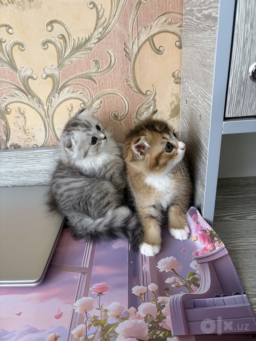Очаровательные котята в поисках любящей семьи!