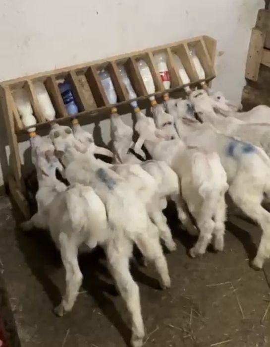 Козы,Лактарға сүт беретін станок,