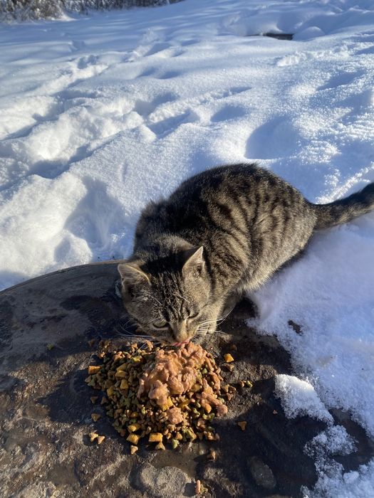 Отдам кошку алматы