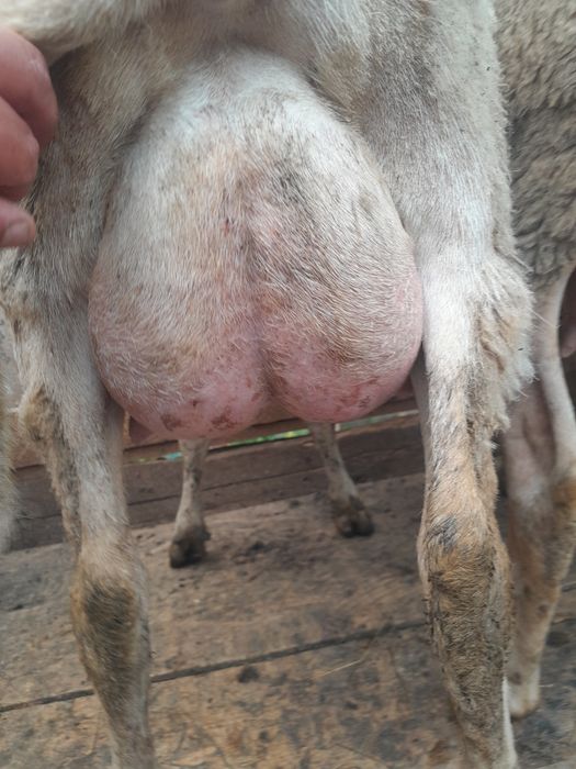 Oi lacune disponibile bune de lapte