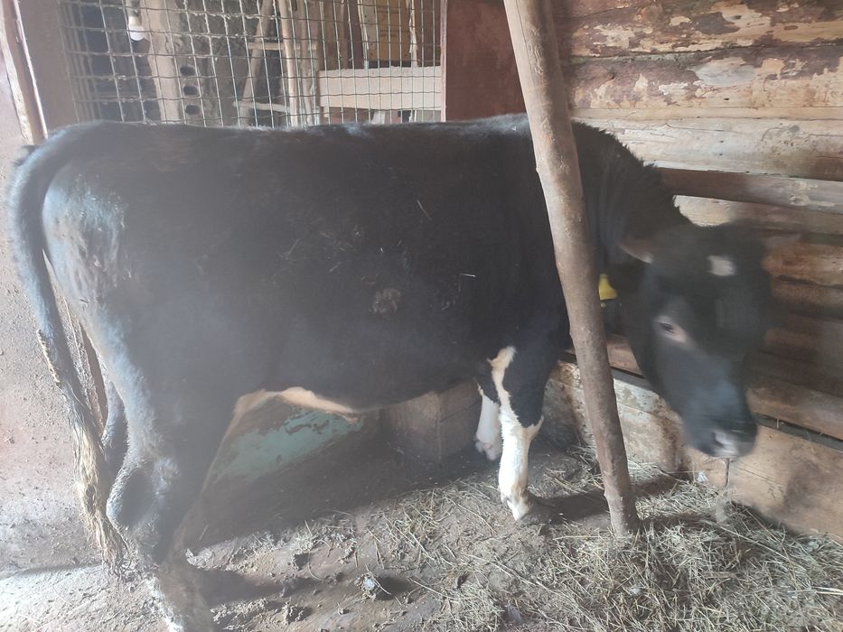 Бычки откормленные