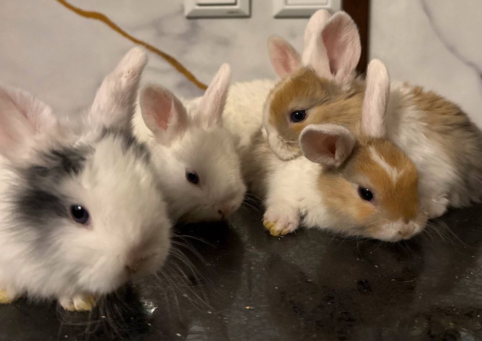 Карликовые кролики