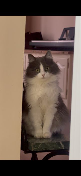 Котяти в добрые руки