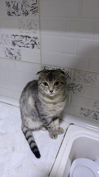 вислоухая кошкаа