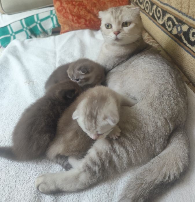 Подарок. Породистые котята
