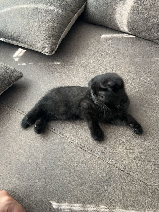 Шотландско клепоухо коте