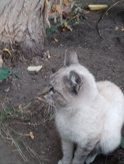 пропал кот по клички мени
