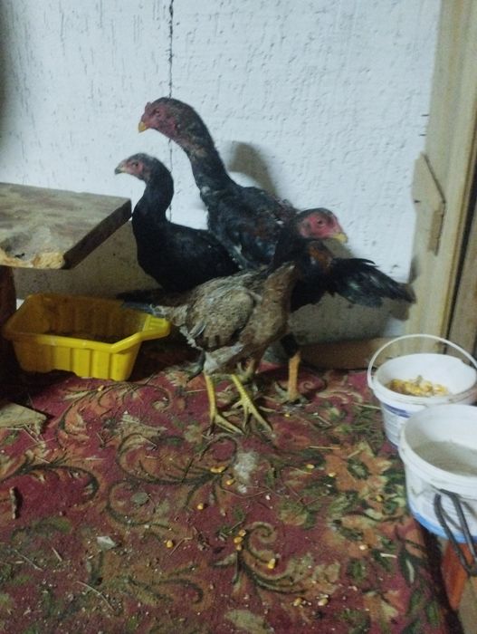 Продам молодую семейку