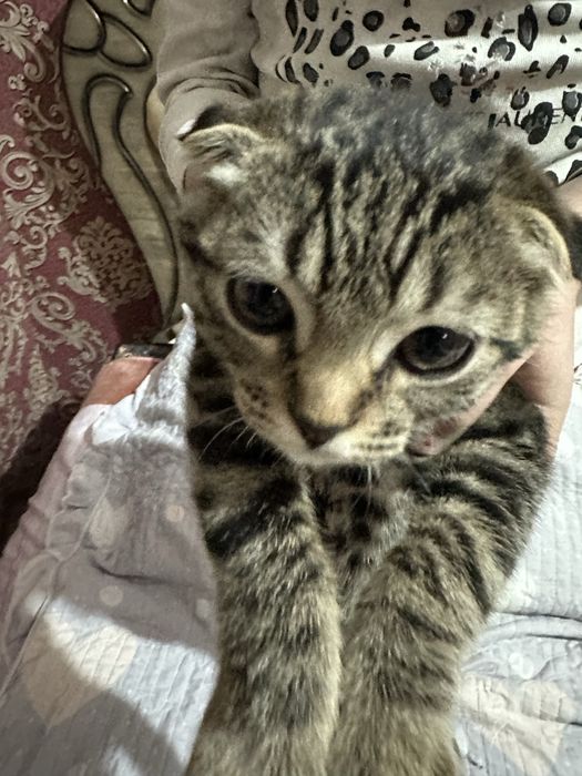 Mushukcha sotiladi skotish fold