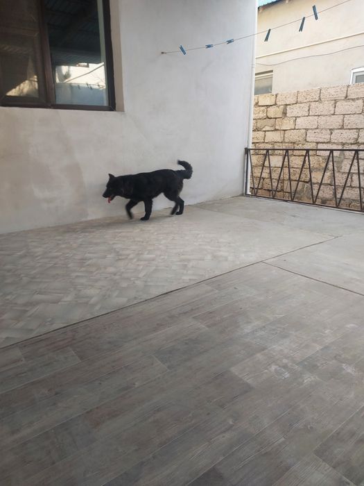 Белгийский овчарка