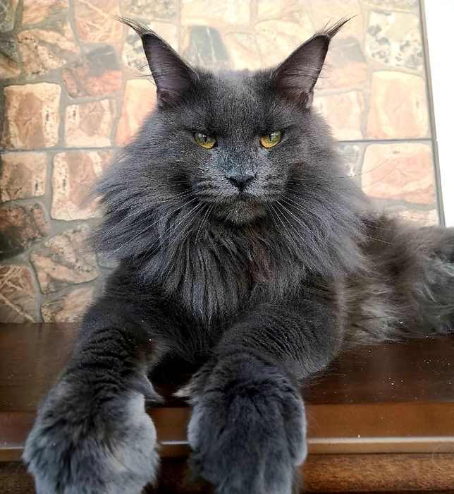 Мейн Куны - котята ( РЕДКИЙ ГОЛУБОЙ - СЕРЫЙ )