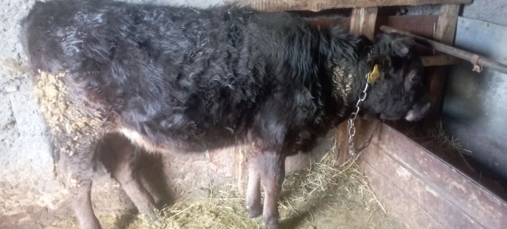 Продам телку стоит на откорме