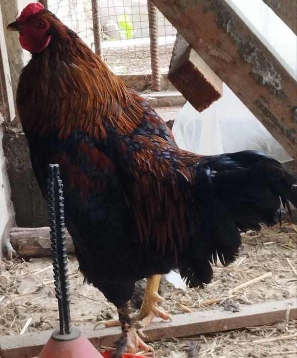 Продаются петухи