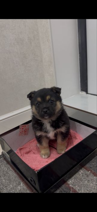 Продается щенок немецкой овчарки МАЛЬЧИК