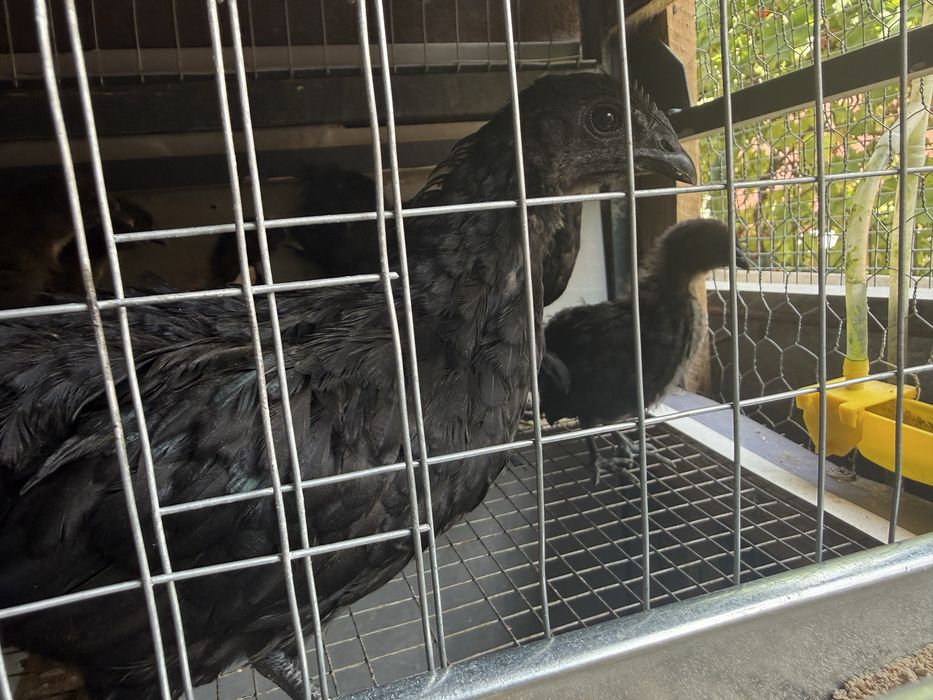 Ayam      Cemani