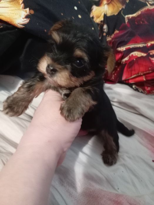 Продам щенка йорка