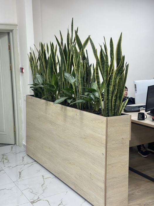 Комнатные растения с гарантией качества – скидки до 30%