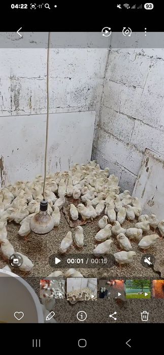 Цыпляьа броилер коп 500