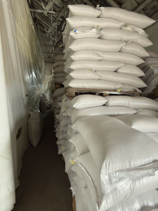 Samânță grâu soi primavara Granny C1