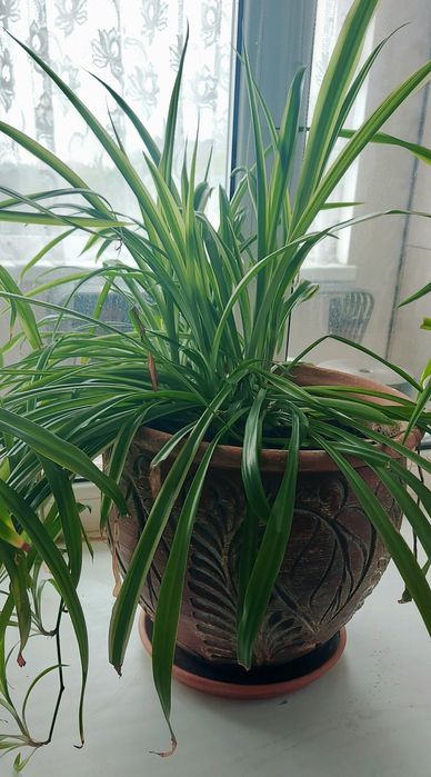 Продам Хлорофитум