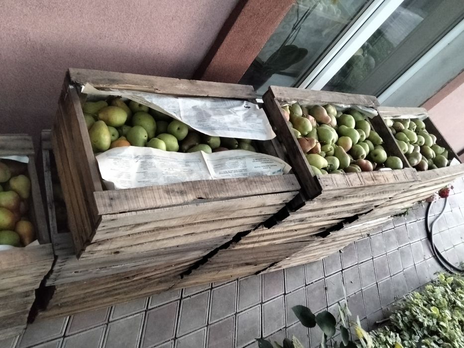 Продам груши оптом