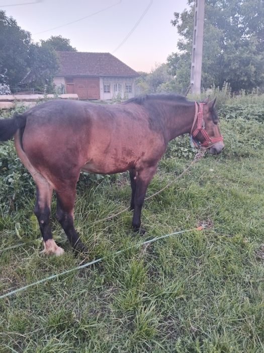 Schimb mânză de 1 an si 6 luni