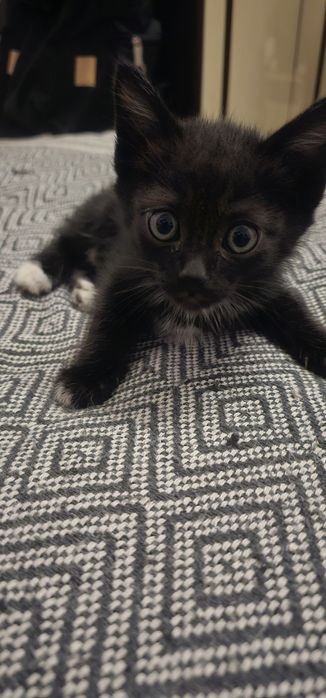 Котята бесплатно