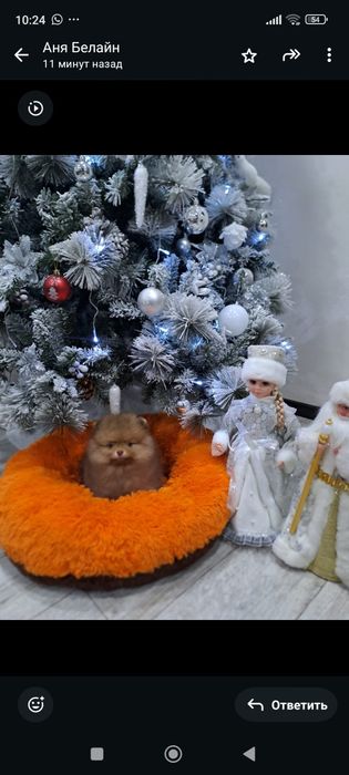 Очаровашка мини шпиц