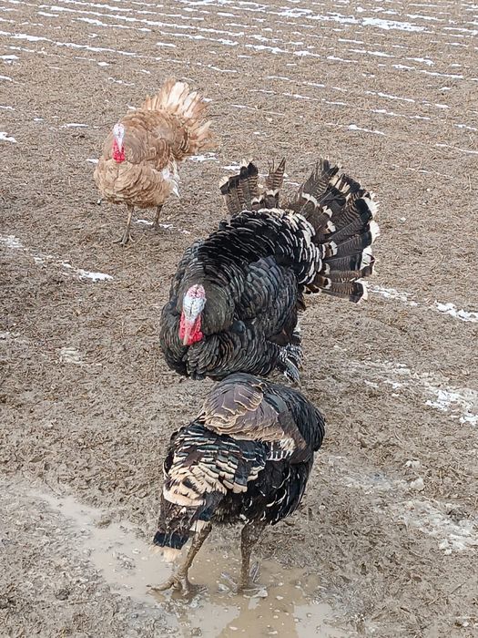 Гибрид қораздар сатылады