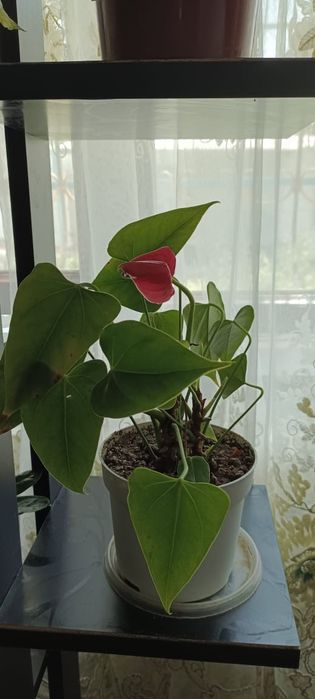 Бөлме гүлдері .комнатные цветы