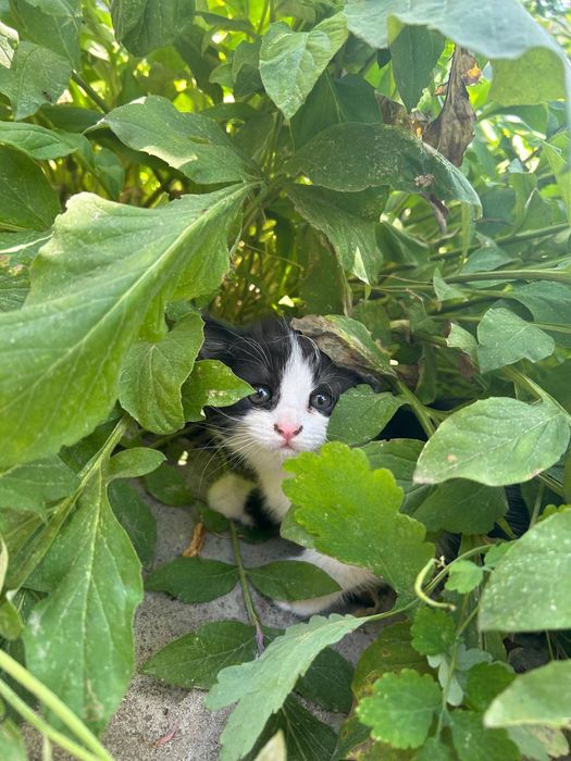 Котенок в хорошие руки.