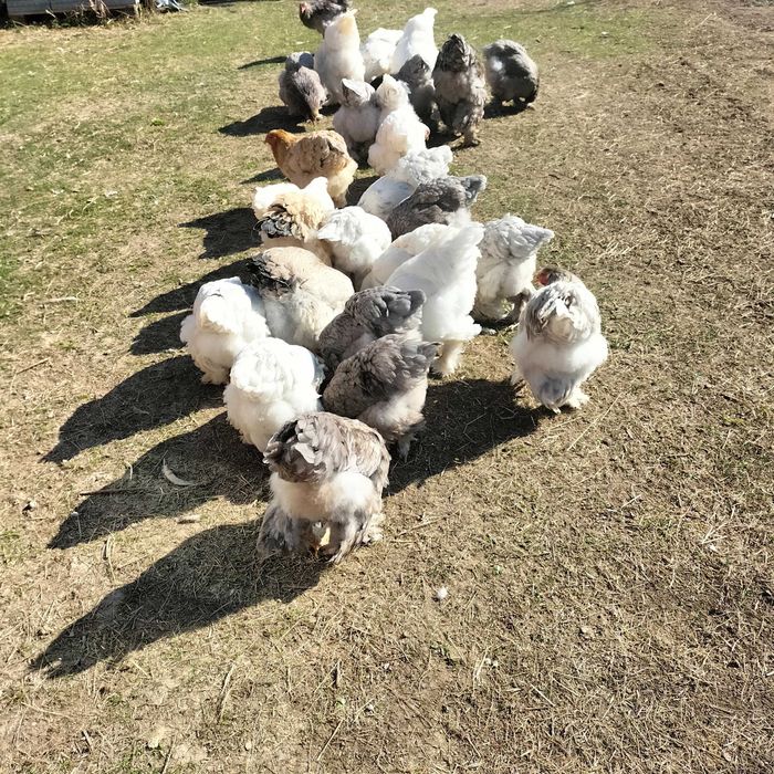 Ouă incubat găini Brahma, Vălișoara și Australorp