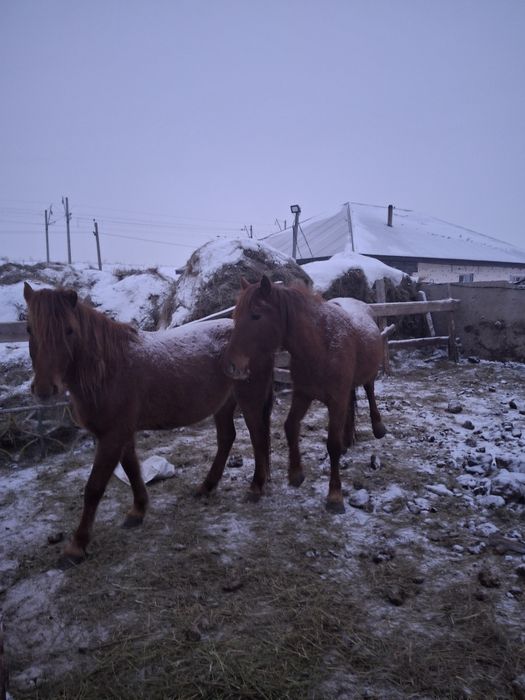 Продам Кабыл-Бие