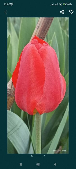 Тюльпаны распродажа