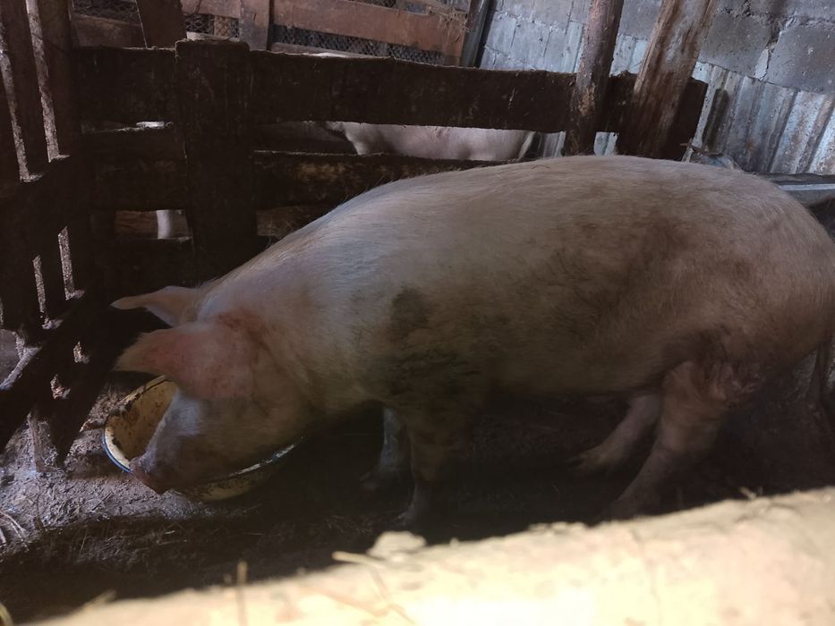 Продам кобана Лондраст белый