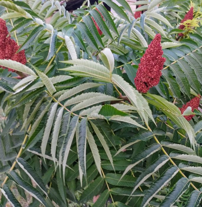 Пауловния томентоса, Рустифина (Rhus typhina)