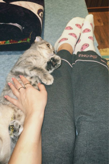 Продаю кошку стирилизованную