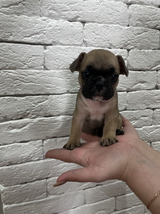 Шенки Француский бульдог !