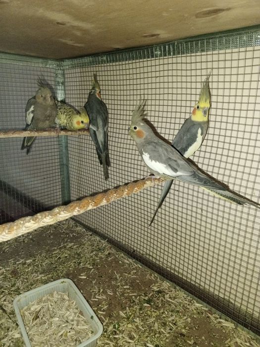 Карелла таййор пара