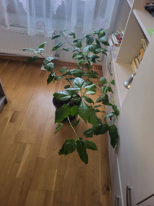 Vând flori ornamentale DE LA  70 lei