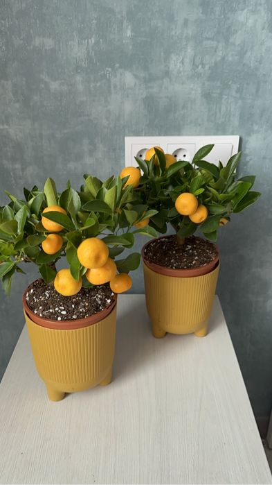 Цитрусовые деревья