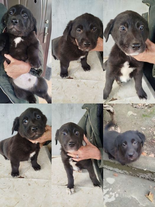 Щенки в добрые руки