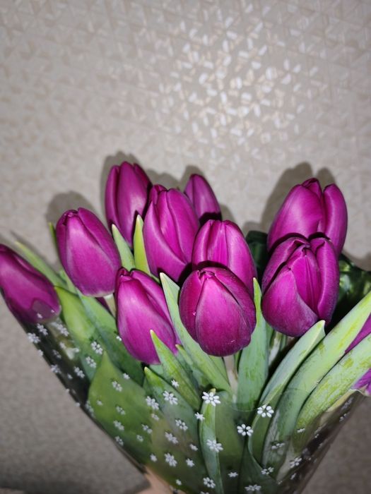 Тюльпаны Голландские