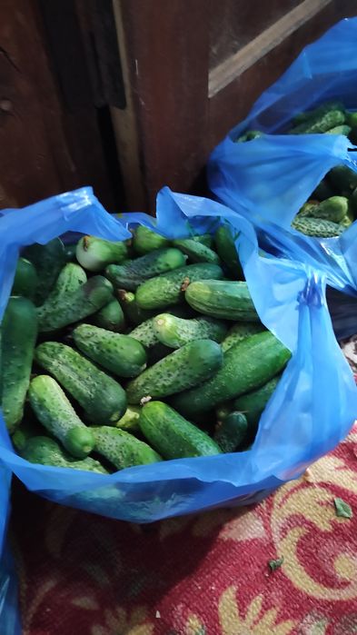 Продам огурцы свежие