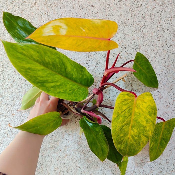 Филодендрон Медуза