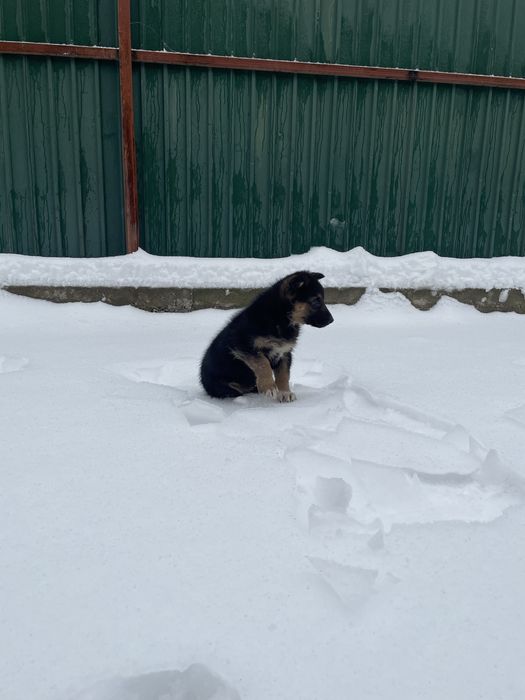 Щенок овчарки, немецкая овчарка